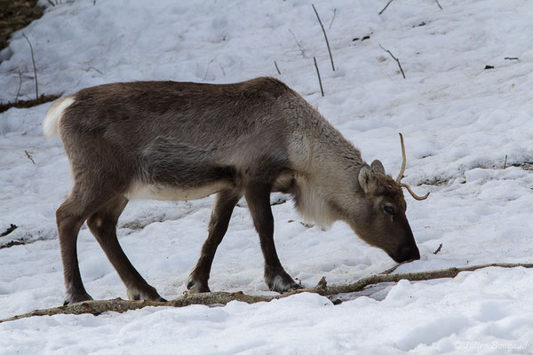 Renne — Rangifer tarandus (Linnaeus, 1758), (Parc faunistique Lacuniacha, Huesca, Espagne, le 09/02/2020)