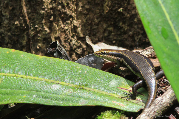 Mabuya à points noirs — Copeoglossum nigropunctatum (Spix, 1825), (Dékou-Dékou, Saint-Laurent-du-Maroni, Guyane, le 29/02/2016)