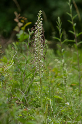 Orchis bouc, Himantoglosse à odeur de bouc — Himantoglossum hircinum (L.) Spreng., 1826