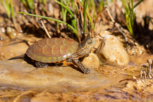 Émyde lépreuse — Mauremys leprosa (Schweigger, 1812), (Tafedna, (Marrakech-Tensift-Al Haouz), Maroc, le 25/01/2023)