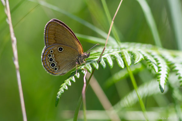 Fadet des Laîches — Coenonympha oedippus (Fabricius, 1787), (Carcen-Ponson (40), France, le 16/06/2025)