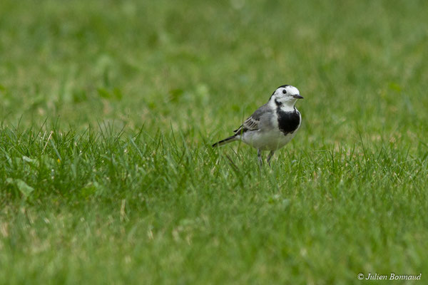 Bergeronnette grise — Motacilla alba Linnaeus, 1758, (adulte en plumage d'hiver) (Ger (64), France, le 19/10/2017)