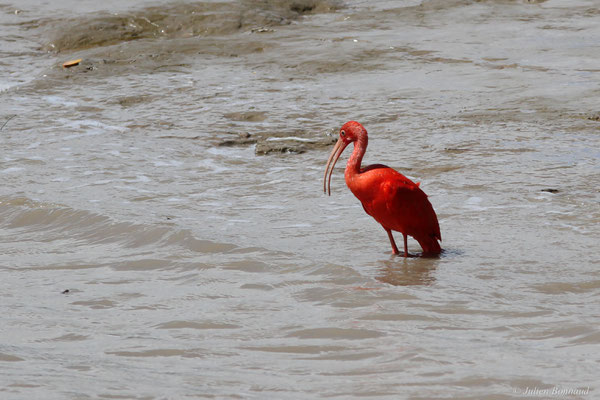 Ibis rouge — Eudocimus ruber (Linnaeus, 1758), (Dégrad des Cannes, Remire-Montjoly, Guyane, le 08/11/2015)