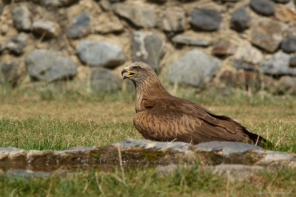 Milan noir – Milvus migrans (Boddaert, 1783), (Donjon des aigles, Baucens (65), France, le 28/08/2022)