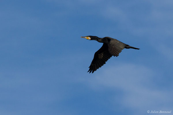 Grand Cormoran — Phalacrocorax carbo (Linnaeus, 1758), (adulte en plumage nuptial) (Saligue d'Artix (64), le 15/08/2019)