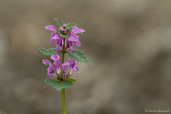 Lamier à feuilles panachées – Lamium maculatum (L.) L., 1763, (Bordes (64), France, le 10/04/2018) 