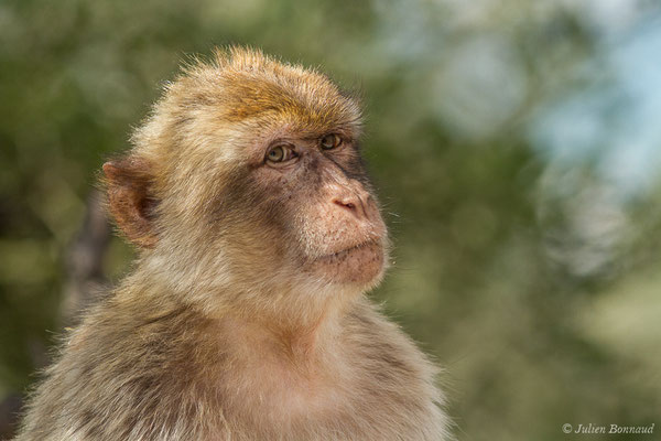 Magot, Macaque berbère, Macaque de Barbarie — Macaca sylvanus (Linnaeus, 1758)