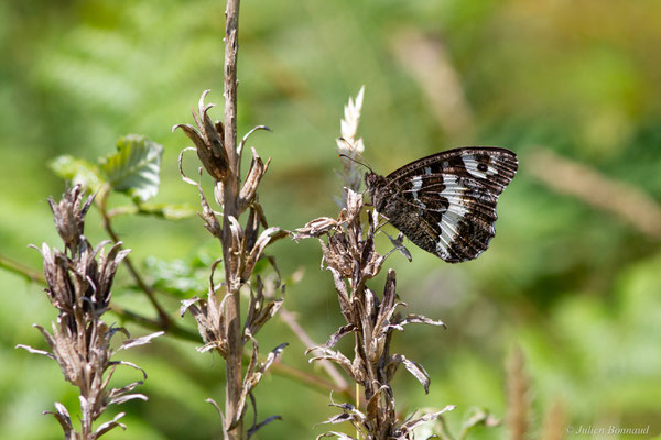 Silène — Brintesia circe (Fabricius, 1775), (Saint-Yaguen (40), France, le 17/06/2025)