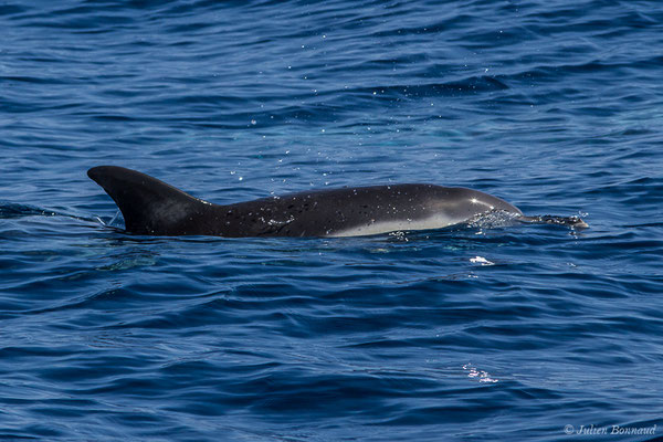 Dauphin commun, Dauphin commun à bec court ou Dauphin commun à bec long – Delphinus delphis Linnaeus, 1758, (Détroit de Gibraltar, Tarifa, Andalousie (Espagne), le 04/08/2020)