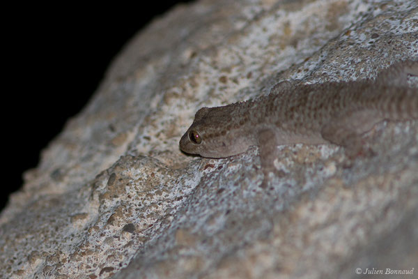 Tarente de Maurétanie — Tarentola mauritanica (Linnaeus, 1758), (Vila do Bispo (Algarve), Portugal, le 04/09/2018)