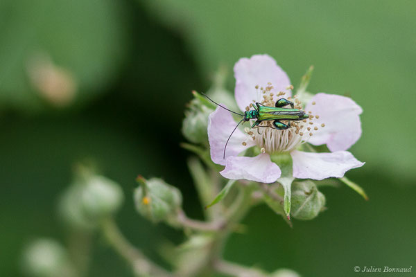 Cycliste maillot-vert ou Cycliste émeraude ou Oedemère noble (Oedemera nobilis) (mâle) (Le Vignau (40), France, le 13/05/2020)