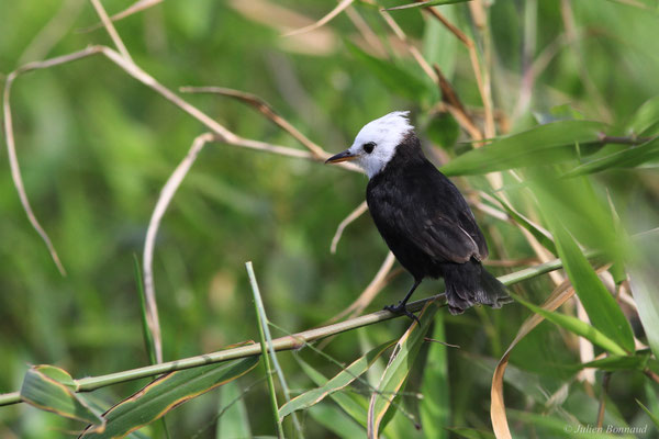 Moucherolle à tête blanche — Arundinicola leucocephala (Linnaeus, 1764)