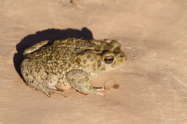Crapaud berbère — Sclerophrys mauritanica (Schlegel, 1841)