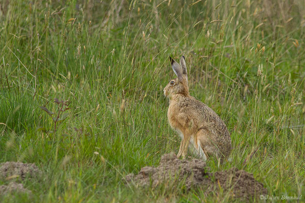 Lièvre d'Europe — Lepus europaeus Pallas, 1778, (Monségur (40), France, le 23/05/2019)