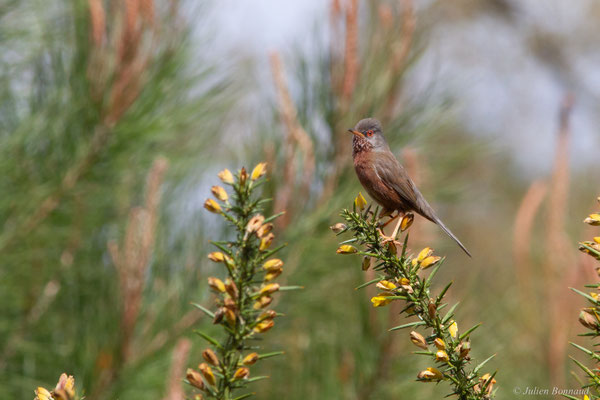 Fauvette pitchou — Curruca undata (Boddaert, 1783), (Saint-Martin-d'Oney (40), France, le 17/04/2025)