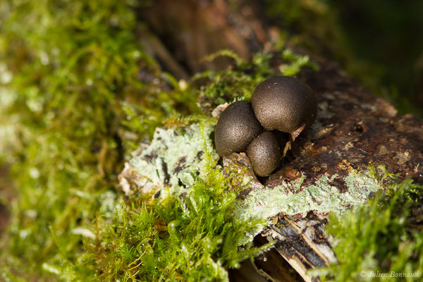 Lait de loup (Lycogala epidendrum) (Parbayse (64), France, le 16/01/2021)