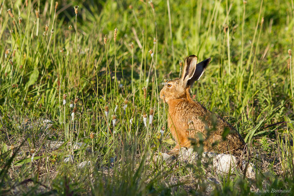 Lièvre d'Europe — Lepus europaeus Pallas, 1778, (Lacq (64), France, le 13/05/2019)
