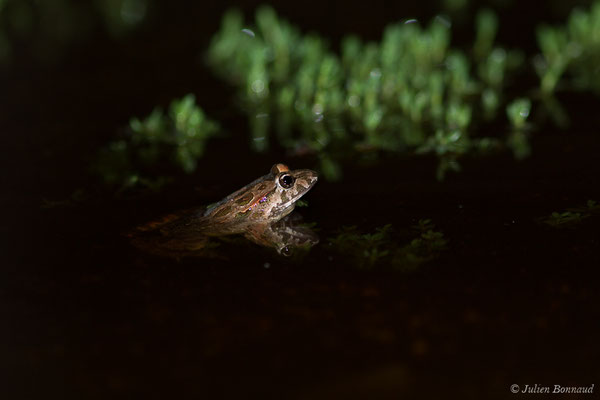 Discoglosse sarde — Discoglossus sardus Tschudi in Otth, 1837
