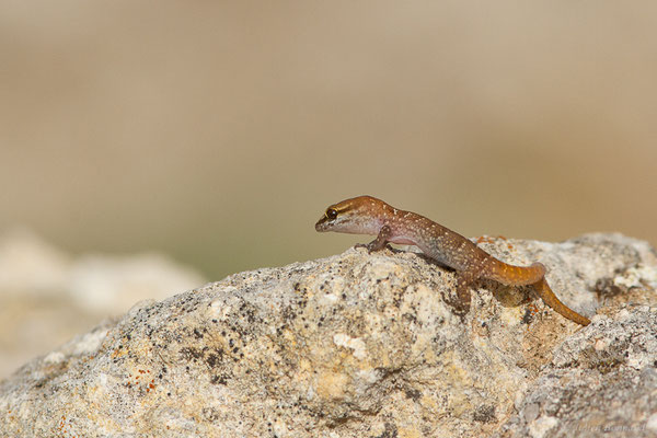 Saurodactyle à bandes — Saurodactylus fasciatus Werner, 1931, (Site archéologique de Volubilis, Fertassa (Fès-Meknès), Maroc, le 22/02/2023)