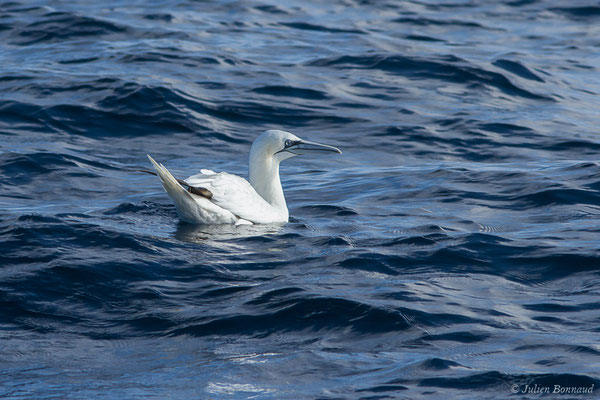 Fou de Bassan – Morus bassanus (Linnaeus, 1758), (Saint-Jean-de-Luz (64), France, le 05/10/2019)