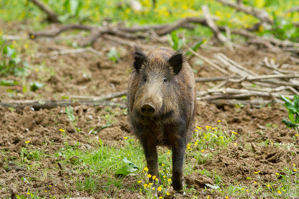 Sanglier — Sus scrofa Linnaeus, 1758, (La Ferme aux Cerfs, Le Houga (32), France, le 10/05/2023)