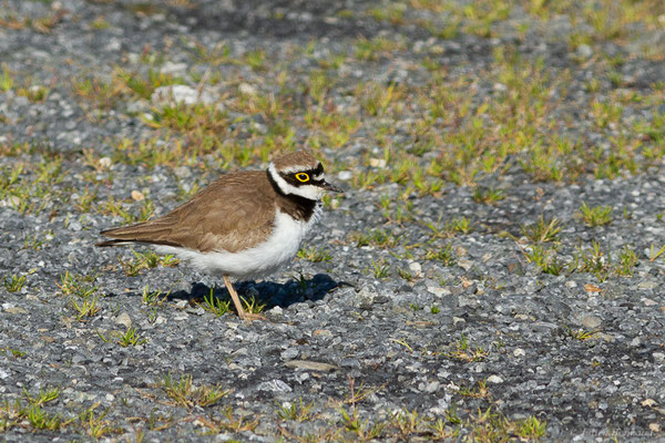 Petit Gravelot — Charadrius dubius Scopoli, 1786, (Juillan (65), France, le 05/04/2022)