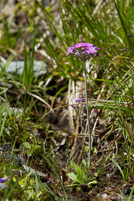 Primevère farineuse – Primula farinosa L., 1753, (Sers (65), France, le 07/06/2019)