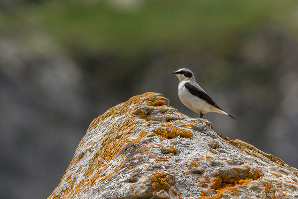 Traquet motteux — Oenanthe oenanthe (Linnaeus, 1758), (mâle adulte) (Col du Pourtalet, Laruns (64), France, le 22/06/2019)
