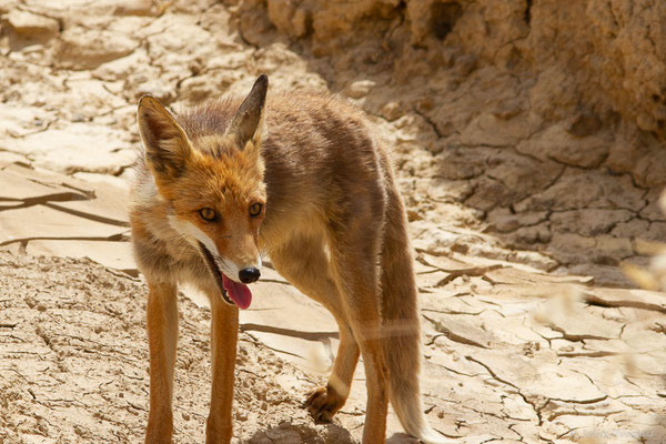 Renard roux — Vulpes vulpes (Linnaeus, 1758), (Parque Natural de las Bardenas, Navarre, Espagne, le 08/06/2022)