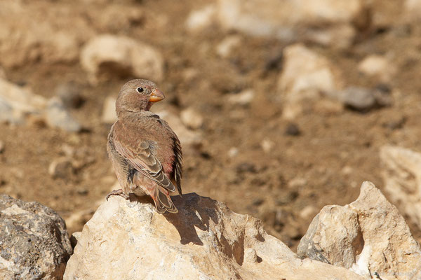 Roselin githagine — Bucanetes githagineus (Lichtenstein, 1823), (Tindaya, Fuerteventura, (Iles Canaries, Espagne), le 13/02/2022)
