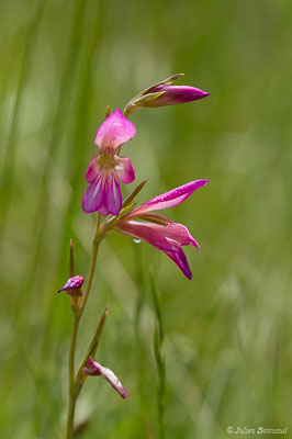 Glaïeul des moissons — Gladiolus italicus Mill., 1768