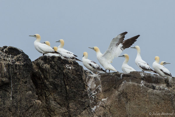 Fou de Bassan – Morus bassanus (Linnaeus, 1758), (Réserve naturelle nationale des Sept-Îles, Perros-Guirec (22), France, le 05/07/2021)
