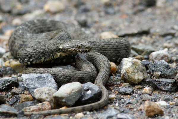 Couleuvre vipérine — Natrix maura (Linnaeus, 1758)