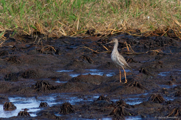 Grand Chevalier — Tringa melanoleuca (Gmelin, 1789), (Rizière casier, Mana, Guyane, le 10/09/2016)