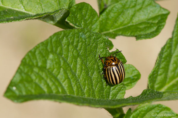 Doryphore (Leptinotarsa decemlineata) (ponte) (Parbayse (64), France, le 31/05/2019)