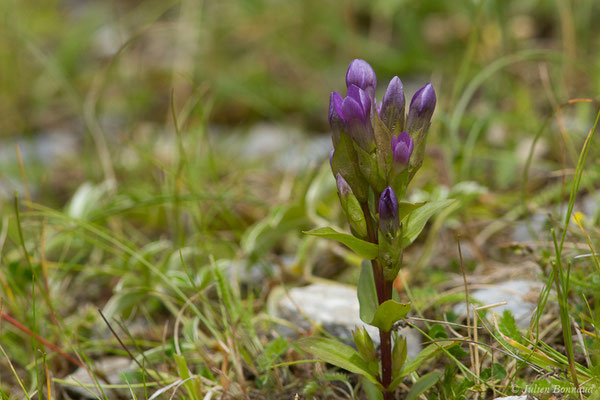 Gentianelle des champs — Gentianella campestris (L.) Börner, 1912, (Station de ski de Gourette, Euax-Bonnes (64), France le 05/08/2021)