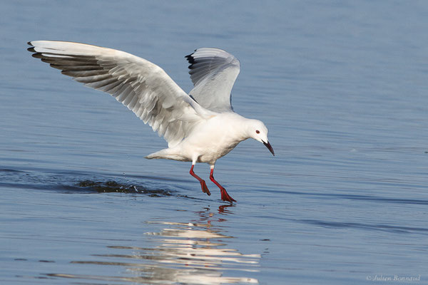 Goéland railleur — Chroicocephalus genei (Breme, 1839), (Parc Naturel du Delta de l'Ebre (Catalogne), Espagne, le 06/02/2022)