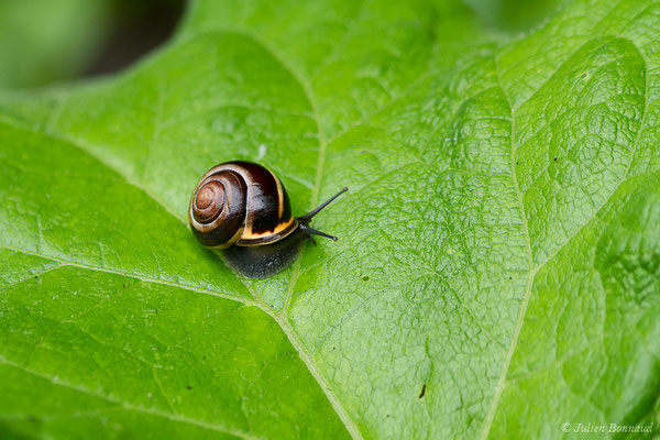 Escargot des haies — Cepaea nemoralis (Linnaeus, 1758)