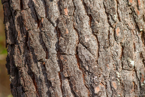 Pin maritime — Pinus pinaster Aiton, 1789, (Mont-de-Marsan (40), France, le 07/10/2022)