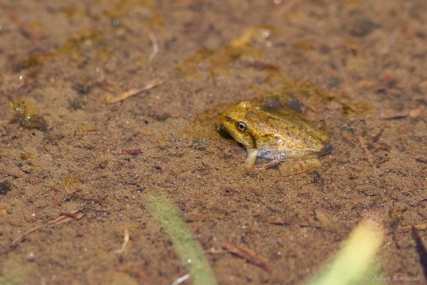 Grenouille rousse — Rana temporaria Linnaeus, 1758
