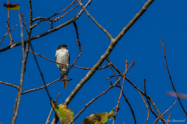 Hirondelle de fenêtre (Delichon urbicum) (Parbayse (64), France, le 15/09/2017)