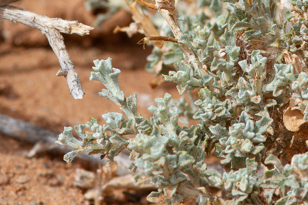 Anvillea garcinii subsp. radiata, (Msseyed (Guelmim-Oued Noun), Maroc, le 26/03/2024)