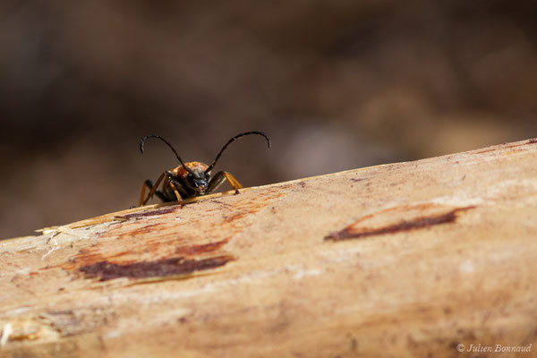 Lepture rouge (Stictoleptura rubra) (Le Pian-Médoc (33), France, le 12/07/2018)