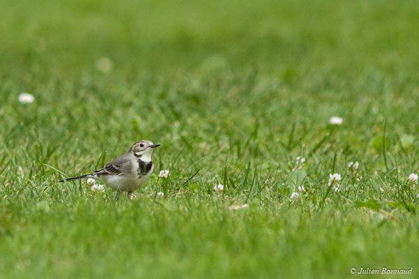 Bergeronnette grise — Motacilla alba Linnaeus, 1758, (juvénile) (Ger (64), France, le 19/10/2017)