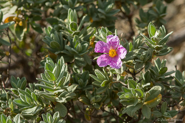 Ciste cotonneux — Cistus albidus L., 1753, (Notre-Dame du Mai, Six-Fours-les-Plages (83), France, le 02/02/2021)