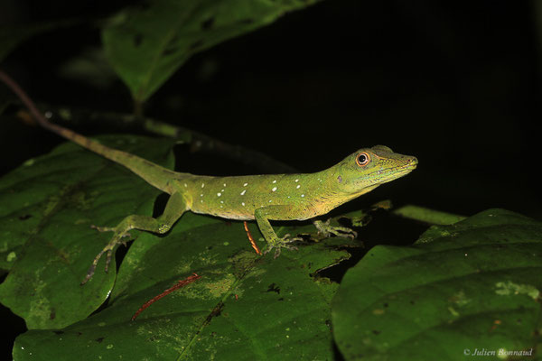 Anolis ponctué — Dactyloa punctata (Daudin, 1802), (adulte), (Crique Gervais, Saint-Laurent-Du-Maroni, Guyane, le 17/03/2016)