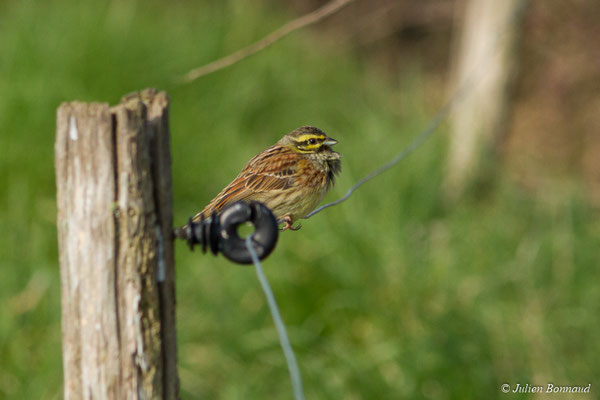 Bruant zizi — Emberiza cirlus Linnaeus, 1766, (mâle en pluamge nuptial) (Baie de Saint-Brieuc, Hillion (22), France, le 22/02/2018)