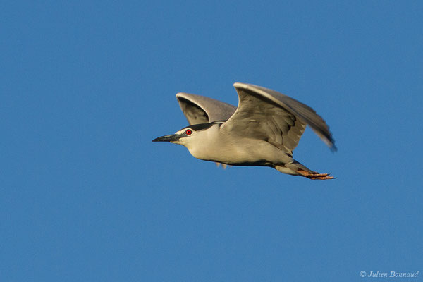 Bihoreau gris — Nycticorax nycticorax (Linnaeus, 1758)