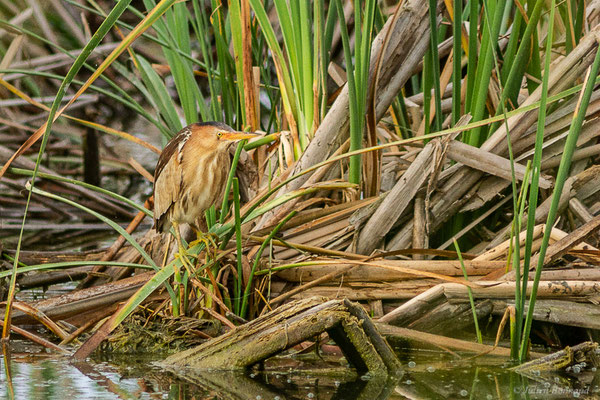 Blongios nain — Ixobrychus minutus (Linnaeus, 1766), (Parc Naturel du Delta de l'Ebre (Catalogne), Espagne, le 07/06/2022)