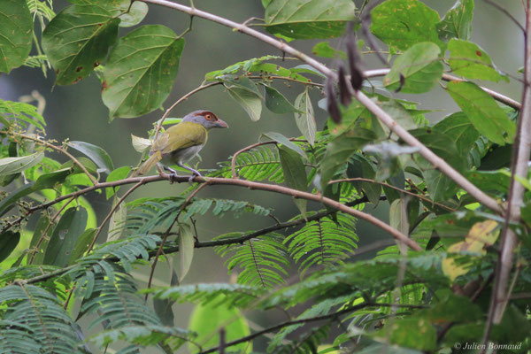 Sourciroux mélodieux — Cyclarhis gujanensis (Gmelin, 1789)